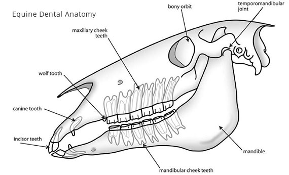 equine-dental-anatomy