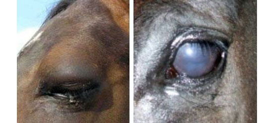 eye-img2