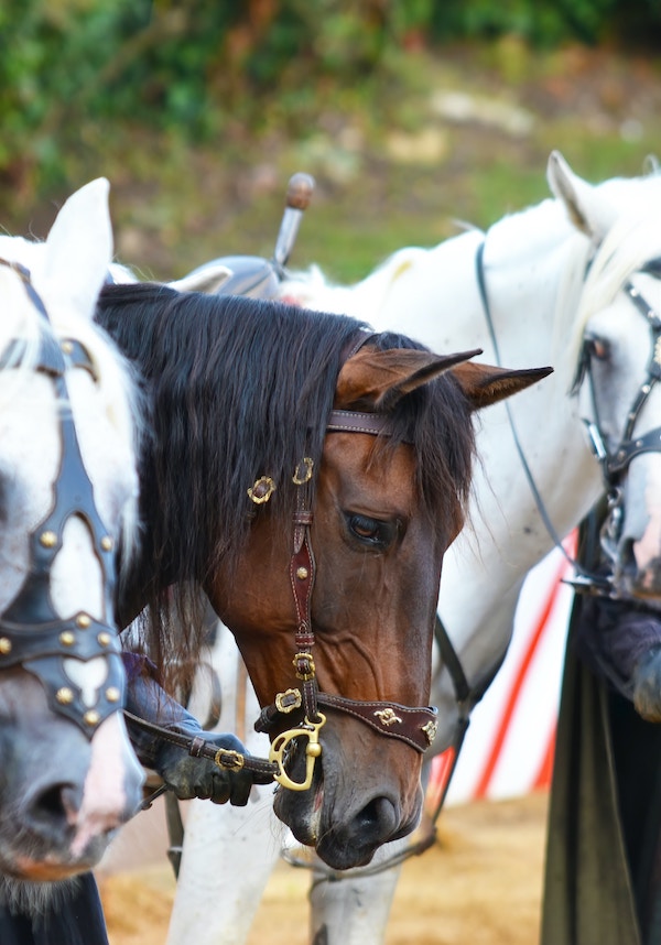 Brown horse face